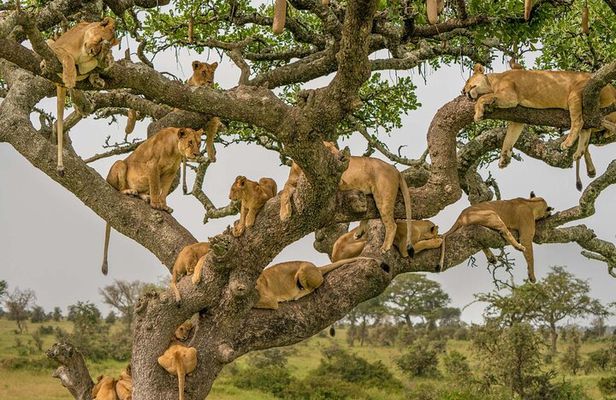 8 Days Tour in Kenya and Tanzania