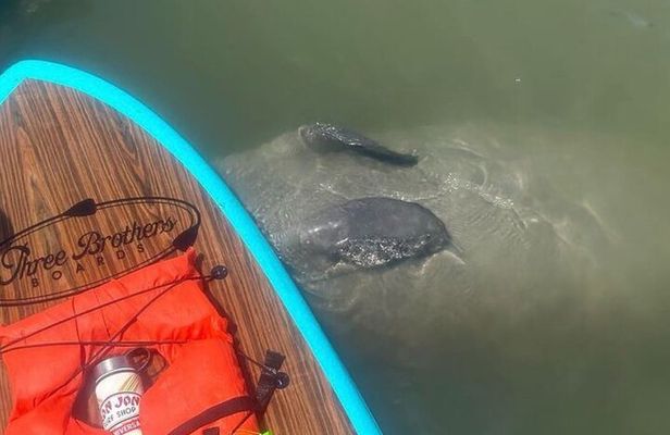 Dolphin, Manatee and SeaTurtle SUP Adventure Tour of St Augustine