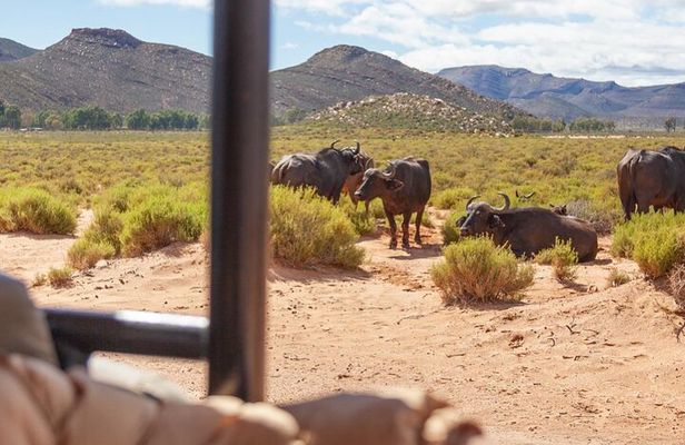 Full-Day Private Safari Tour to Aquila Game Reserve