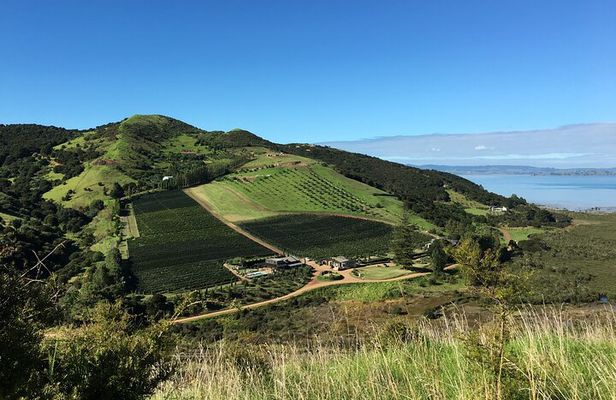 Private Vineyard Bush Walk Tour in Waiheke Island