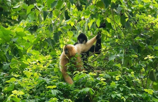 Cuc Phuong National Park Trekking: Private Day Tour From Hanoi