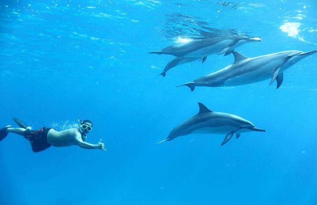 Snorkeling and Swimming at Dolphin House in Hurghada 