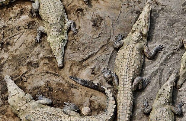 1 hour 45 minutes Crocodile Adventure Tour in Tarcoles River