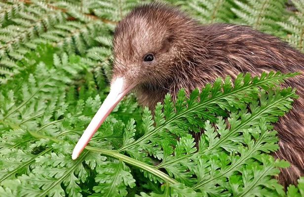 Private Guided Kiwi Encounter in Nga Manu Reserve