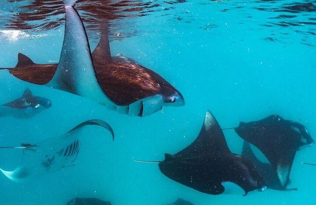 Hanifaru Bay Snorkeling with Whale sharks & Mana Rays