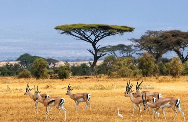4 Hours group safari to Nairobi National Park Game Drive