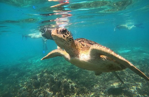 Snorkelling tours to Daymaniyat island 