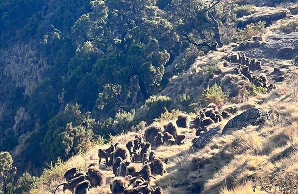 3 Day Simien Mountains Tours