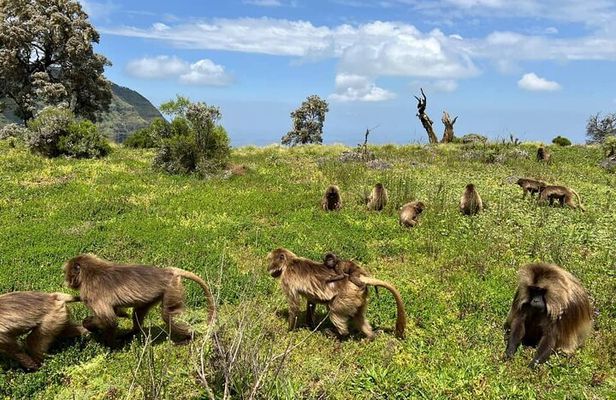 4 Day Trekking Simien Mountains