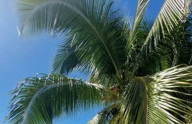 Moorea Private Full Day Tour