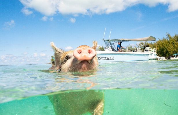 Half Day Swimming Pigs on Rose Island, Snorkeling and Lunch