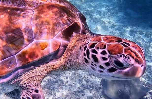 1.5 hours Snorkeling at Tulum's paradise reef