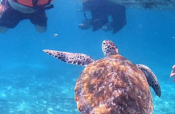 1.5 hours Snorkeling at Tulum's paradise reef