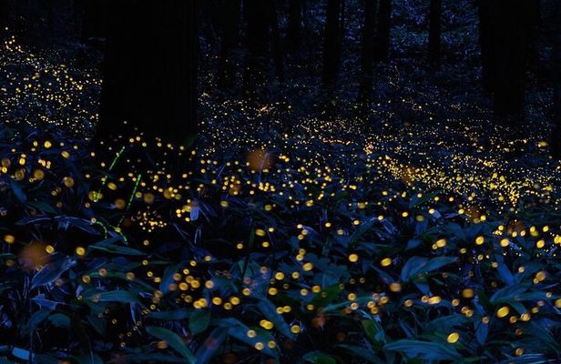 6-hour Private Tour to the Firefly Sanctuary in Puebla