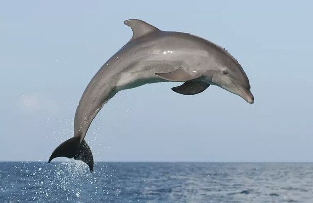 Private Guided Sunset Dolphin Watching in Adriatic Sea