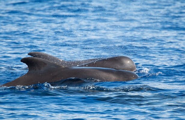 Guaranteed Dolphin and Whale Watch Tour in Kona