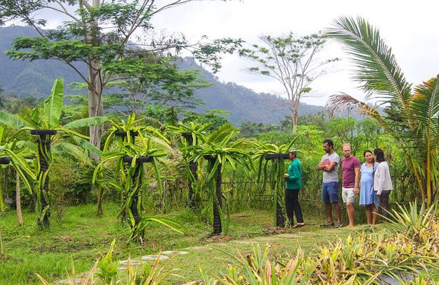 Balinese Vegan Cooking Class with Fresh Harvesting & Garden Tour