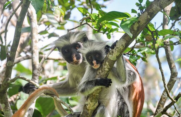 Zanzibar: Jozani Forest, Red colobus, the Rock Restaurant tour