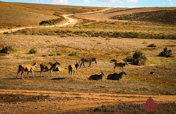 West Coast Safari and Khoi San village COMBO - PRIVATE TOUR