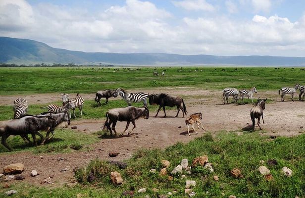 5 day 4 Nights Private Adventure Camping Norther Tanzania Safari