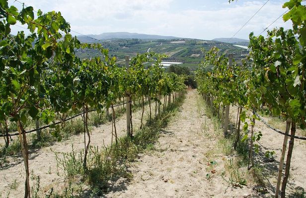 Half-Day Olive Mill and Winery Tour with tastings & Lunch