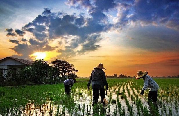 Real Experience of Being a Farmer in the Paddy