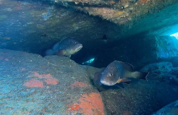 Double dive in the Capo Carbonara Marine Protected Area, for patents.