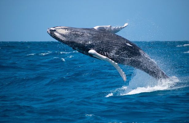 Private Whale Watching Charter (Grand Turk)