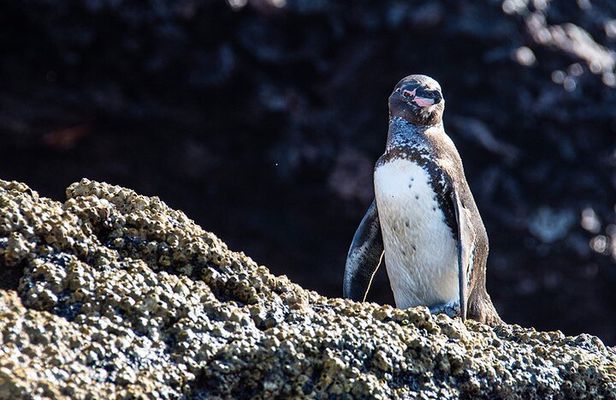 Bartolome Island on Board of Sea Lion Yacht