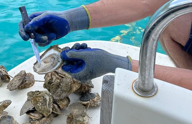Ston Seafood & Pelješa Wine Boat Tour with Oysters and Mussels