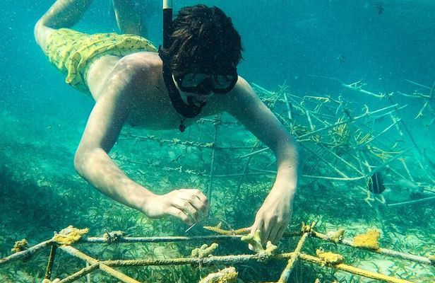 Snorkel Lovers for All Ages & Premium Seafood Lunch in Punta Cana