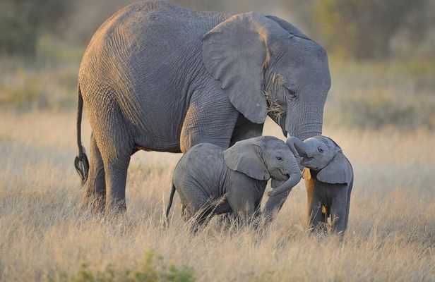 3 Days Nyerere NP [Selous GR] Game, Walking and Boat