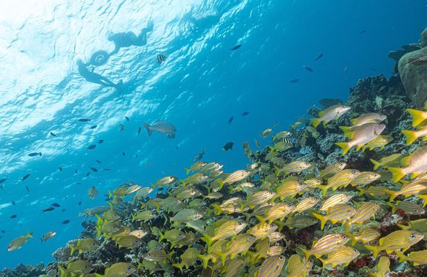 Snorkel Tour at Musa and Manchones Reef