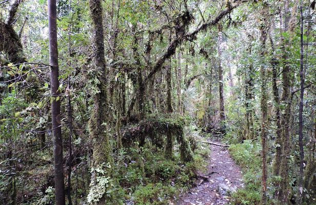 Parque Alerce Andino con sector Las Chaicas, PRIVADO