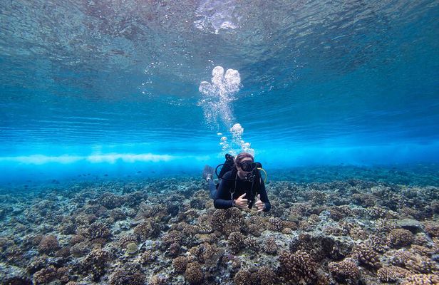 1 Dive in the afternoon for Certified Divers in Bora Bora