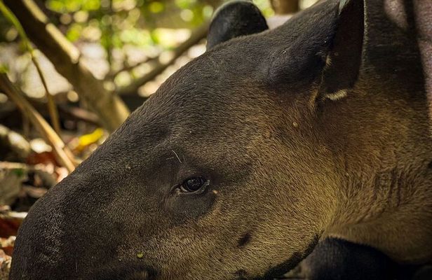 Full Day Tour Corcovado National Park.