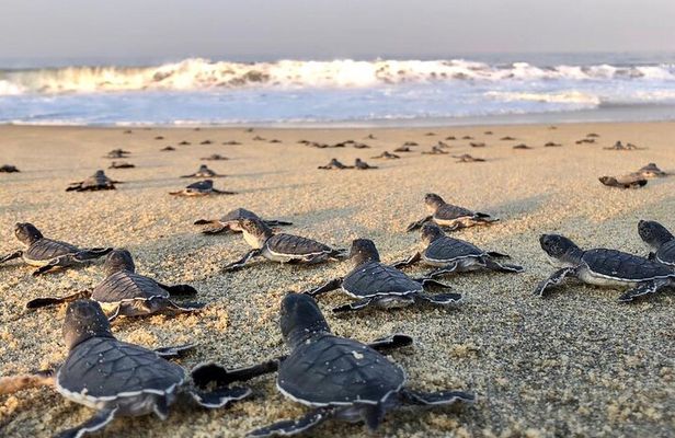 Olive Ridley Turtle Release Experience