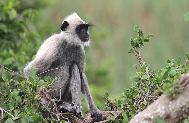 Day Excursion to Yala National Park From Colombo