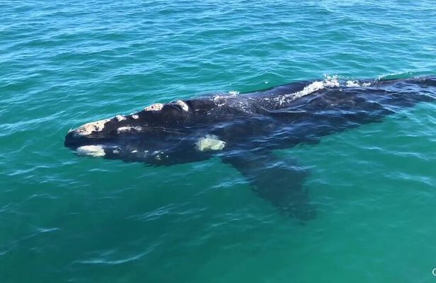 Shark Cage Diving and Whale Watching Combo Experience in Gansbaai