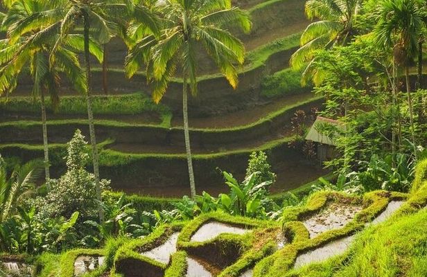 Full-Day Private and Guided Tour Around Ubud