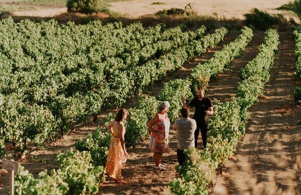 Kostantakis Winery - Milos Island Tour & Wine Tasting Experience
