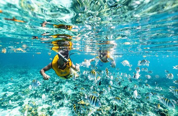 5-in-1 Cancun Adventure: Turtles, Reef, Musa, Shipwreck, Cenote