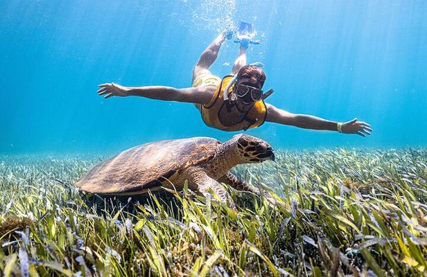Snorkeling Tour with Turtles and Stingrays Puerto Morelos