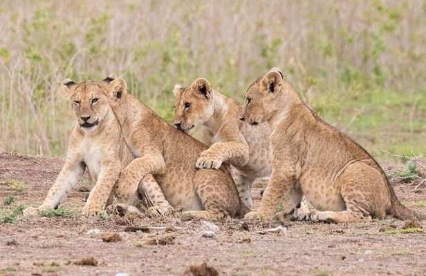 Early Morning Nairobi Park Safari and Giraffe Centre Tour.