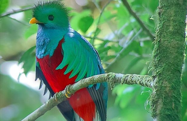 Monteverde Cloud Forest Nature Tour