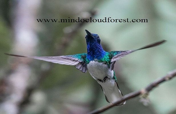 Ecuador & Mindo Bird Photography Tours with Richard Hernandez