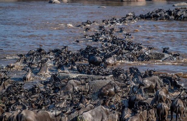 6 Days Private Tour in Wildebeest Migration Safaris