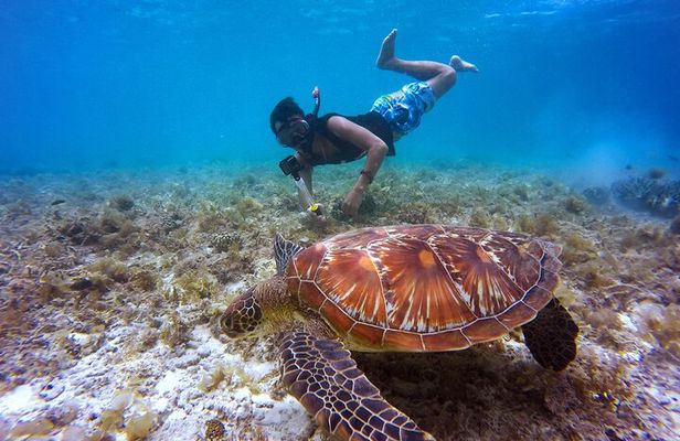 Swim & Reef Snorkeling Bonaire