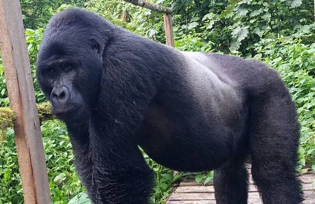 5 Days Uganda Primate And Gorilla Trekking Luxury Safari