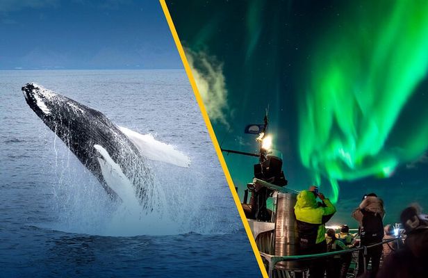 Iceland Super Saver: Northern Lights Cruise plus Whale-Watching Tour from Reykjavik